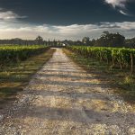 Terroir: My Life With A Sense of Place