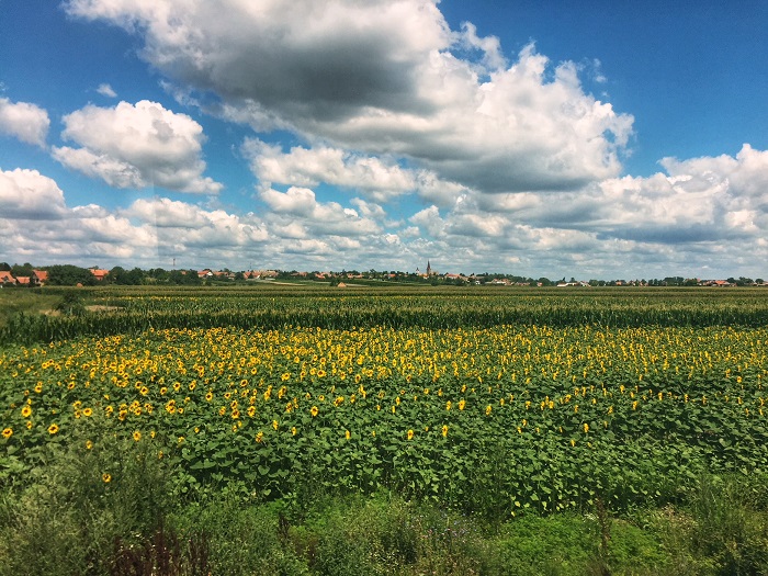 sunflowers in Serbia